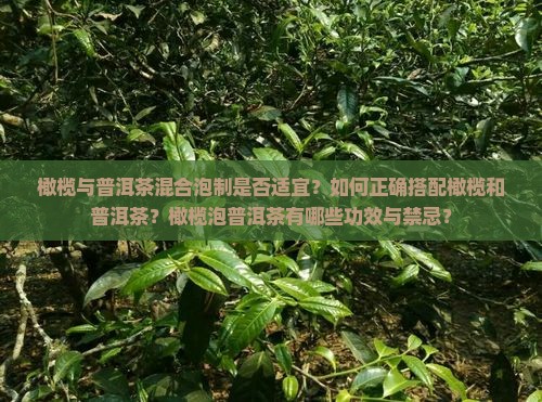 橄榄与普洱茶混合泡制是否适宜？如何正确搭配橄榄和普洱茶？橄榄泡普洱茶有哪些功效与禁忌？