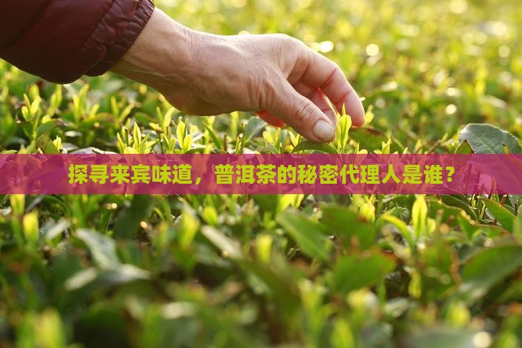 探寻来宾味道，普洱茶的秘密代理人是谁？