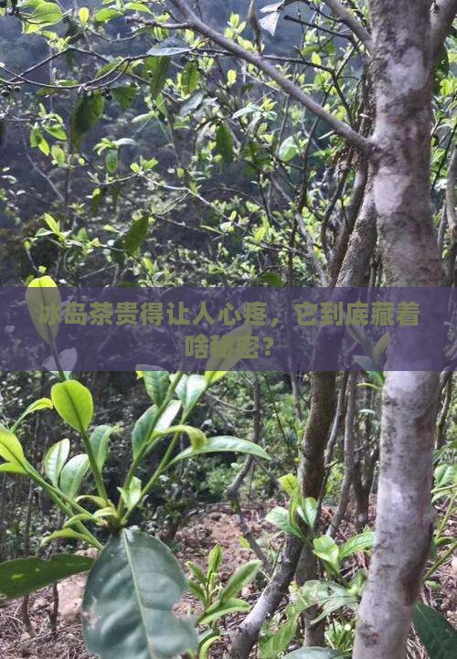 冰岛茶贵得让人心疼，它到底藏着啥秘密？