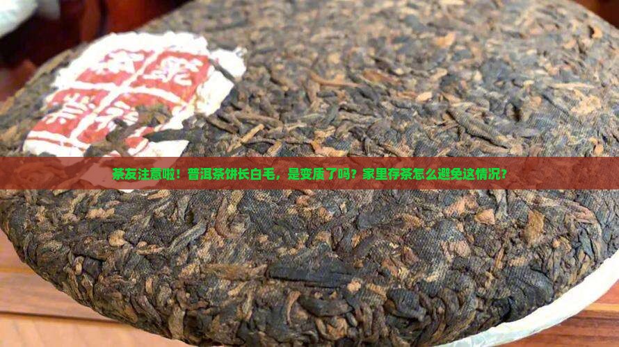 茶友注意啦！普洱茶饼长白毛，是变质了吗？家里存茶怎么避免这情况？