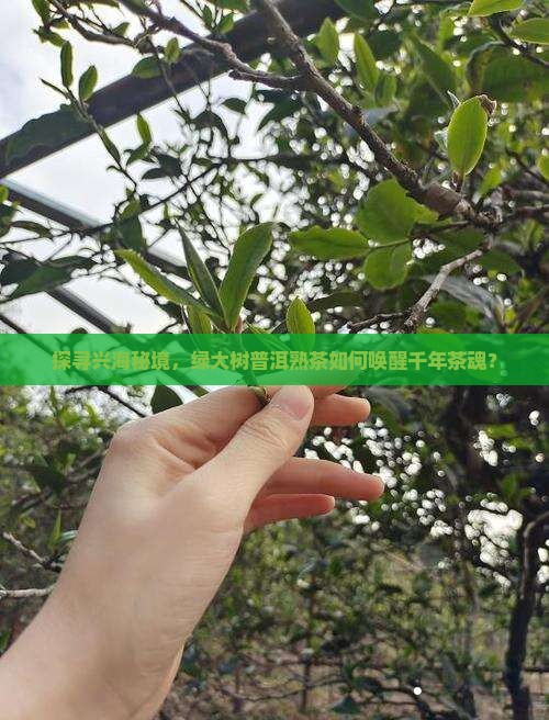 探寻兴海秘境，绿大树普洱熟茶如何唤醒千年茶魂？