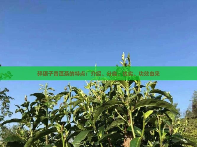 碎银子普洱茶的特点：介绍、分类、优劣、功效由来