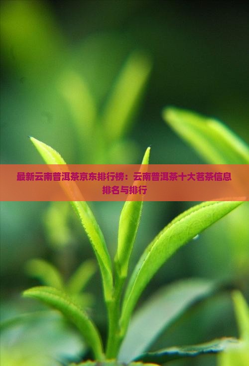最新云南普洱茶京东排行榜：云南普洱茶十大茗茶信息排名与排行