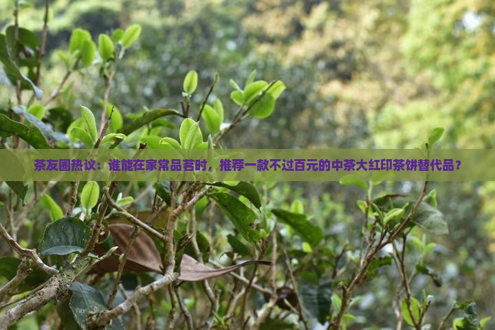 茶友圈热议：谁能在家常品茗时，推荐一款不过百元的中茶大红印茶饼替代品？
