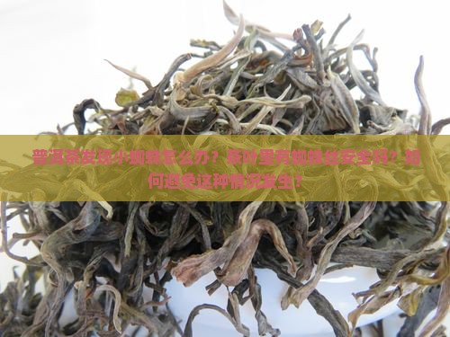 普洱茶发现小蜘蛛怎么办？茶叶里有蜘蛛丝安全吗？如何避免这种情况发生？