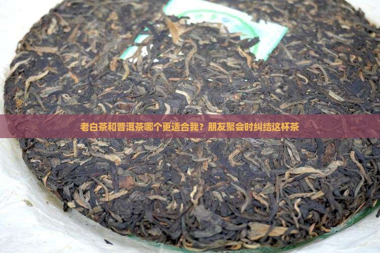 老白茶和普洱茶哪个更适合我？朋友聚会时纠结这杯茶