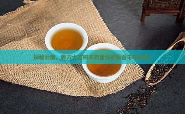 探秘云南，哪六大古树木府普洱茶藏着千年秘密？