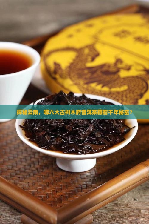 探秘云南，哪六大古树木府普洱茶藏着千年秘密？