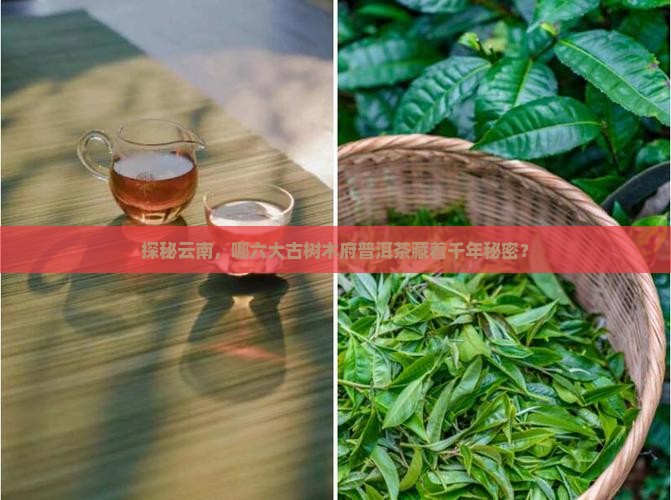 探秘云南，哪六大古树木府普洱茶藏着千年秘密？