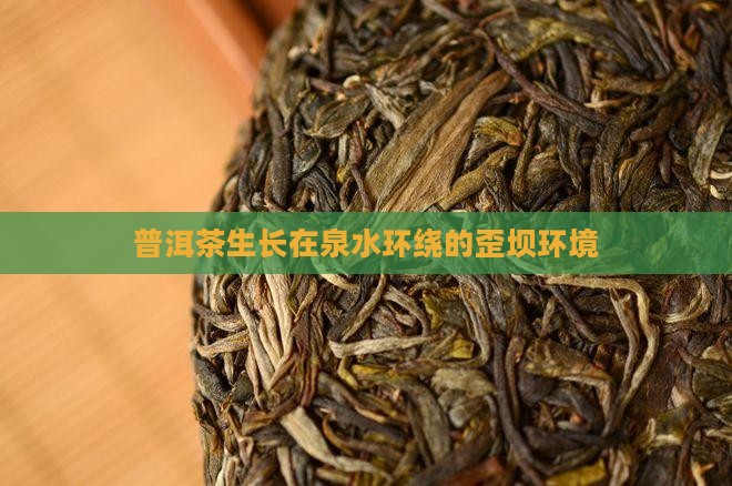普洱茶生长在泉水环绕的歪坝环境