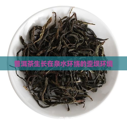 普洱茶生长在泉水环绕的歪坝环境
