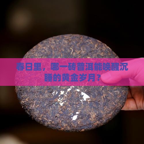 春日里，哪一砖普洱能唤醒沉睡的黄金岁月？