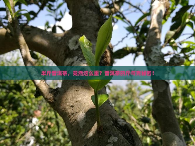 半斤普洱茶，竟然这么重？普洱茶的斤与克秘密！