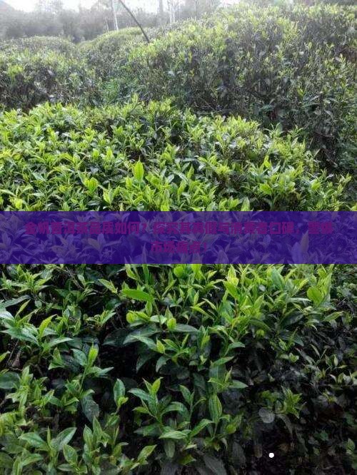 金帆普洱茶品质如何？探究其真假与消费者口碑，警惕市场痛点！
