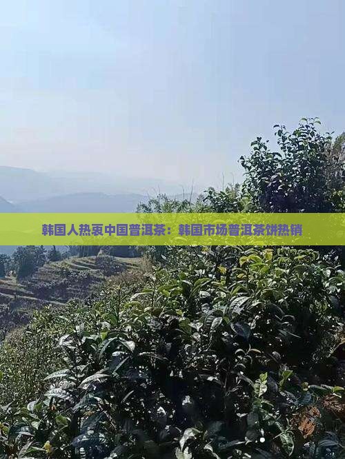 韩国人热衷中国普洱茶：韩国市场普洱茶饼热销