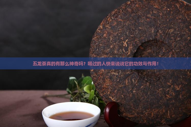 五龙茶真的有那么神奇吗？喝过的人快来说说它的功效与作用！