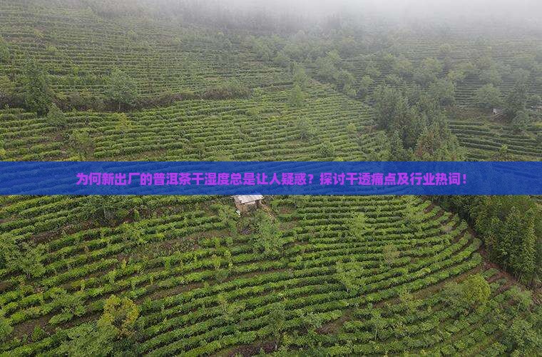 为何新出厂的普洱茶干湿度总是让人疑惑？探讨干透痛点及行业热词！