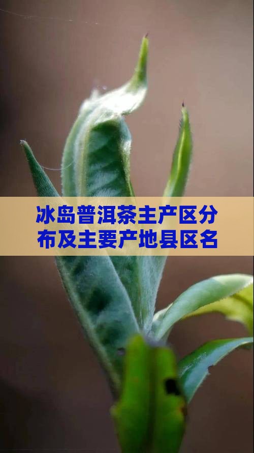 冰岛普洱茶主产区分布及主要产地县区名称