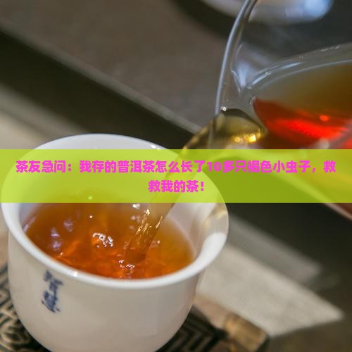 茶友急问：我存的普洱茶怎么长了10多只褐色小虫子，救救我的茶！