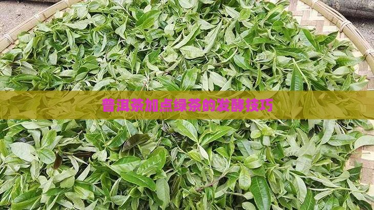 普洱茶加点绿茶的发酵技巧