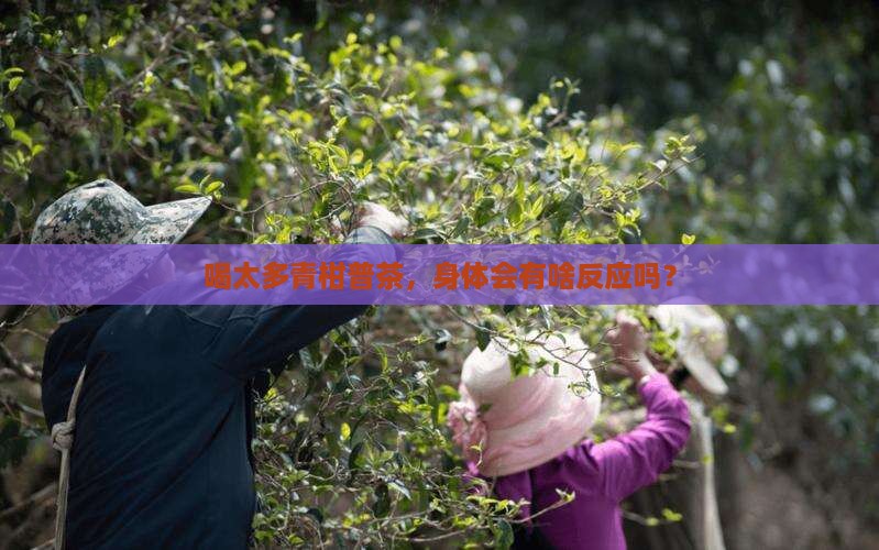 喝太多青柑普茶，身体会有啥反应吗？