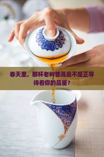 春天里，那杯老树普洱是不是正等待着你的品鉴？