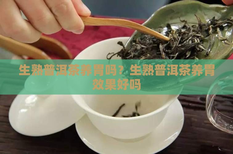 生熟普洱茶养胃吗？生熟普洱茶养胃效果好吗