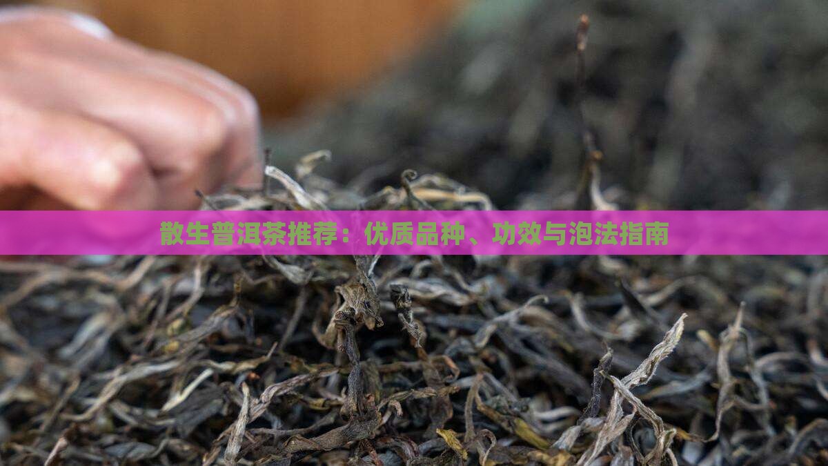 散生普洱茶推荐：优质品种、功效与泡法指南