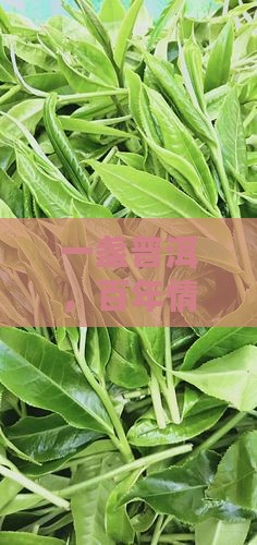 一盏普洱，百年情谊：晋榆茶庄里的大德王