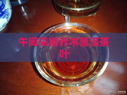 午间采摘乔木普洱茶叶