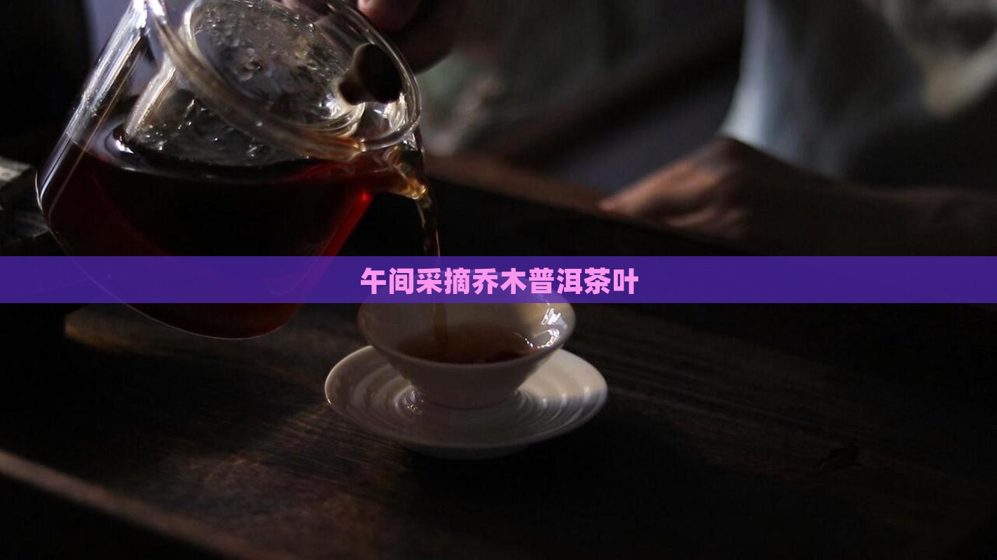 午间采摘乔木普洱茶叶