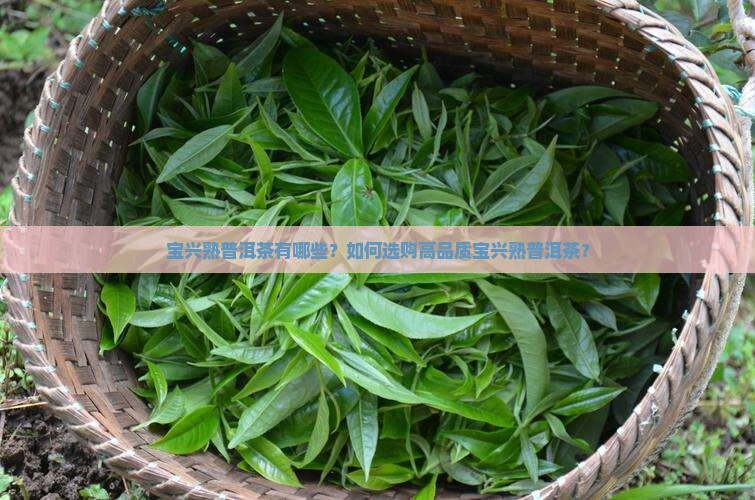 宝兴熟普洱茶有哪些？如何选购高品质宝兴熟普洱茶？