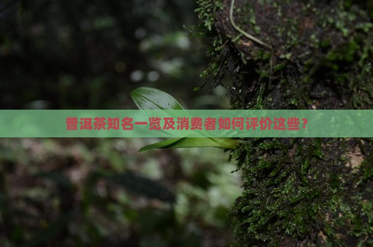 普洱茶知名一览及消费者如何评价这些？