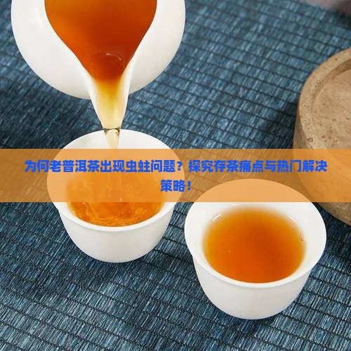为何老普洱茶出现虫蛀问题？探究存茶痛点与热门解决策略！