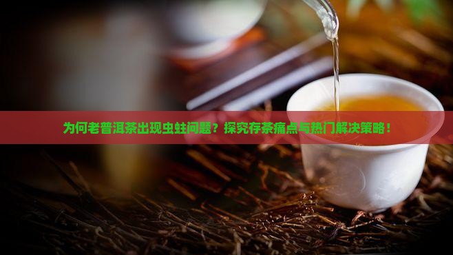 为何老普洱茶出现虫蛀问题？探究存茶痛点与热门解决策略！
