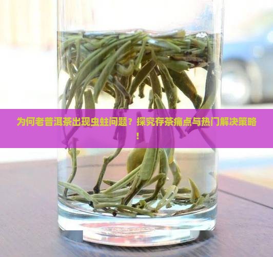为何老普洱茶出现虫蛀问题？探究存茶痛点与热门解决策略！