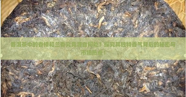 普洱茶中的香樟和兰香究竟源自何处？探究其独特香气背后的秘密与市场热点！