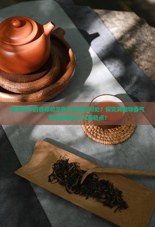 普洱茶中的香樟和兰香究竟源自何处？探究其独特香气背后的秘密与市场热点！
