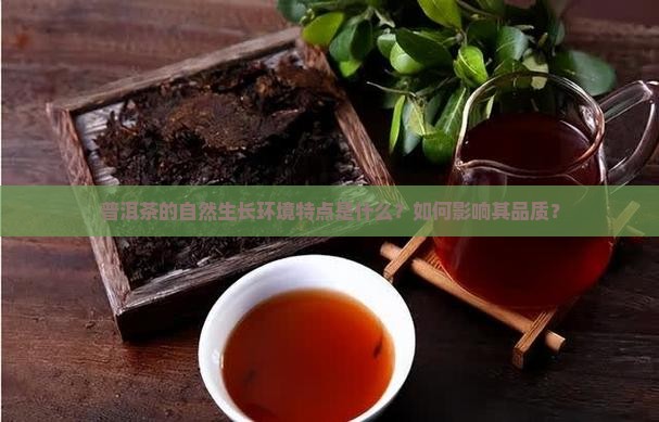 普洱茶的自然生长环境特点是什么？如何影响其品质？