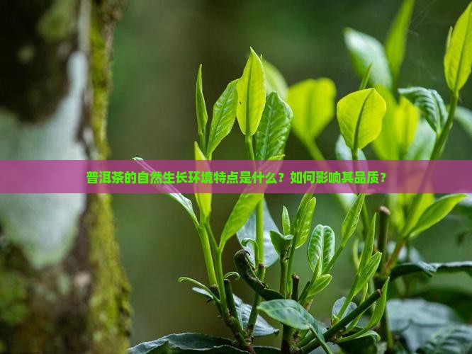 普洱茶的自然生长环境特点是什么？如何影响其品质？