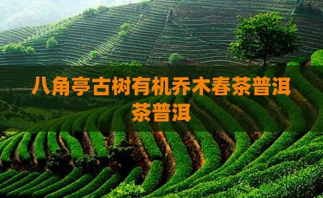 八角亭古树有机乔木春茶普洱茶普洱