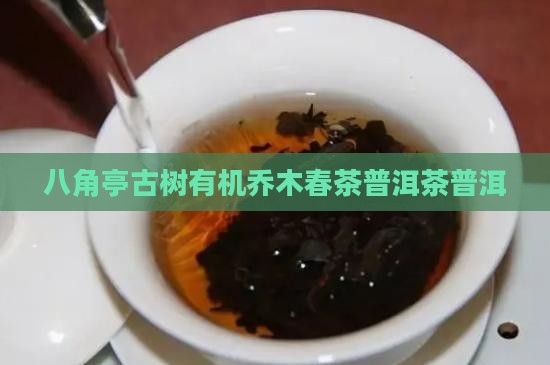 八角亭古树有机乔木春茶普洱茶普洱