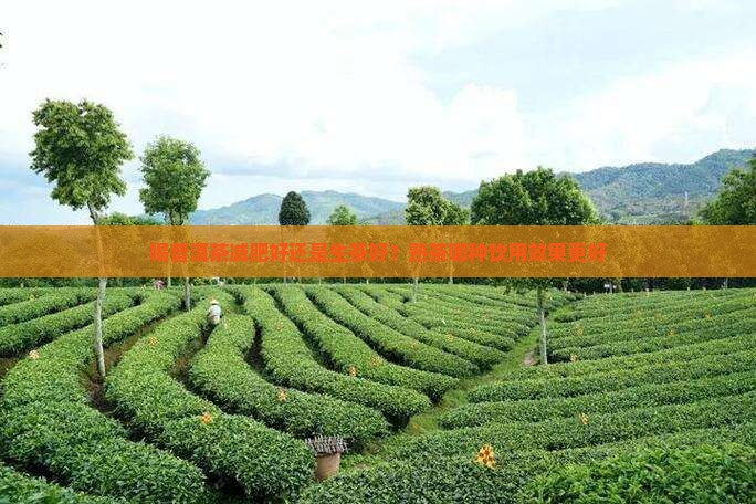 喝普洱茶减肥好还是生茶好？熟茶哪种饮用效果更好