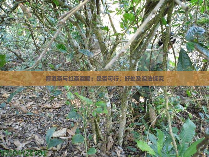 普洱茶与红茶混喝：是否可行、好处及泡法探究
