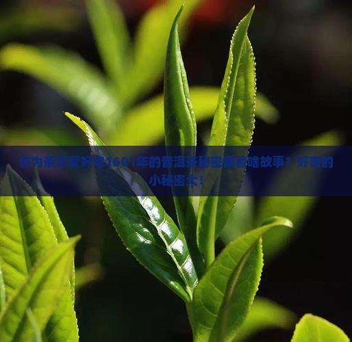 作为茶艺爱好宅1601年的普洱茶秘密藏着啥故事？好奇的小秘密大！