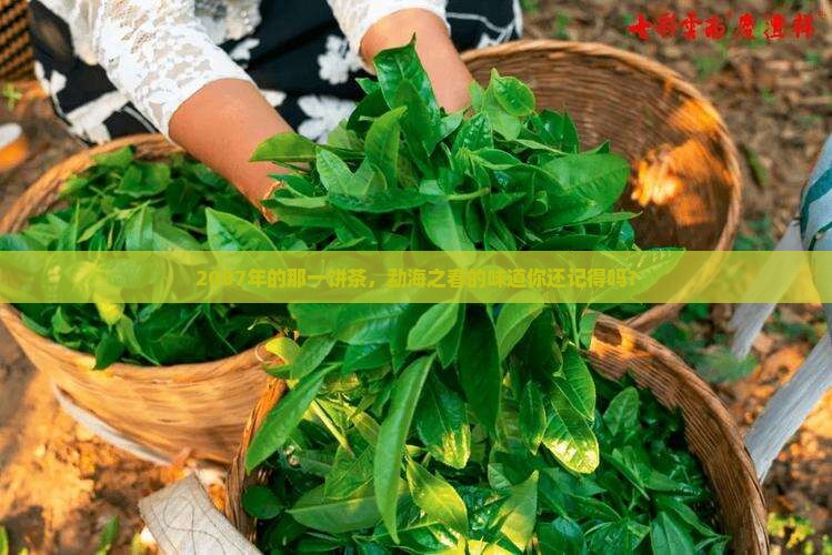 2007年的那一饼茶，勐海之春的味道你还记得吗？
