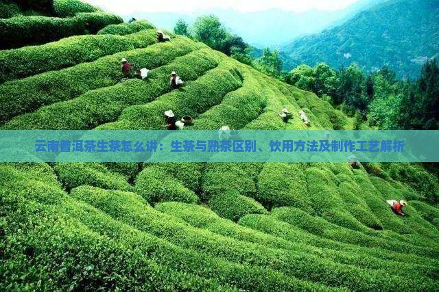 云南普洱茶生茶怎么讲：生茶与熟茶区别、饮用方法及制作工艺解析