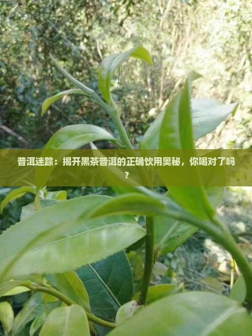 普洱迷踪：揭开黑茶普洱的正确饮用奥秘，你喝对了吗？