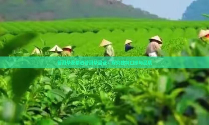 普洱茶友精选普洱茶品鉴：探究独特口感与品质