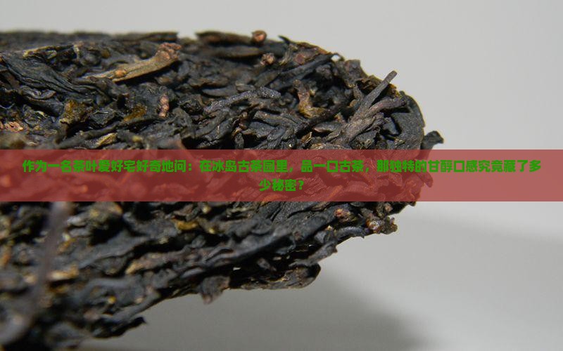 作为一名茶叶爱好宅好奇地问：在冰岛古茶园里，品一口古茶，那独特的甘醇口感究竟藏了多少秘密？